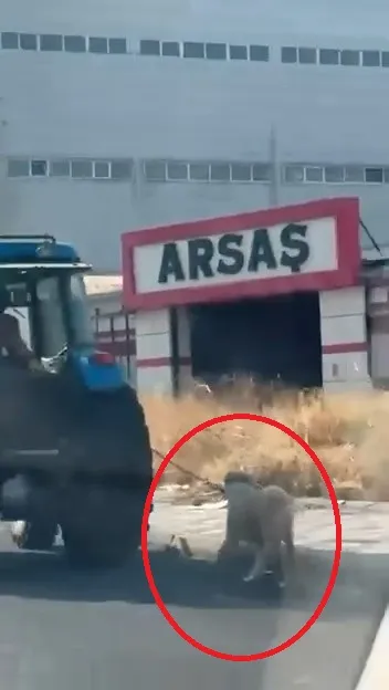 Diyarbakır Bağlar'da vicdansızlık: Traktöre iple bağladığı köpeği koşturdu